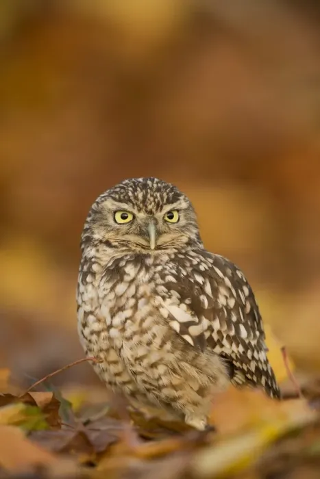 Framed Print : Burrowing owl (Athene cunicularia), among autumn foliage, United Kingdom, Europe Framed Print : Burrowing owl (Athene cunicularia), among autumn foliage, United Kingdom, Europe
