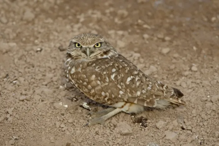Framed Print : Burrowing owl (Athene cunicularia), Salton Sea, California, United States of America Framed Print : Burrowing owl (Athene cunicularia), Salton Sea, California, United States of America