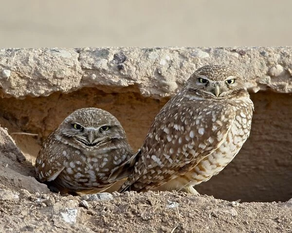 Burrowing owl (Athene cunicularia) pair, Salton Sea, California, United States of America