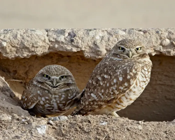 Framed Print : Burrowing owl (Athene cunicularia) pair, Salton Sea, California, United States of America Framed Print : Burrowing owl (Athene cunicularia) pair, Salton Sea, California, United States of America