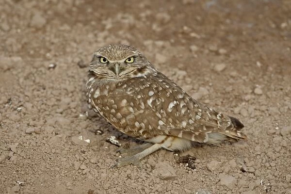 Burrowing owl (Athene cunicularia), Salton Sea, California, United States of America