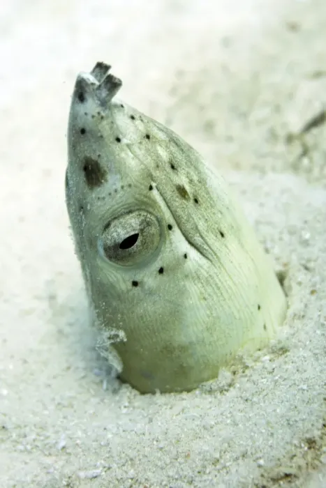 Framed Print : Burrowing snake eel (Pisodonophis cancrivoris) in the sand, Celebes Sea, Sabah, Malaysia, Southeast Asia, Asia