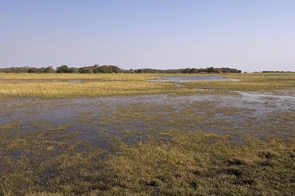 Busanga Plains, Kafue National Park, Zambia, Africa