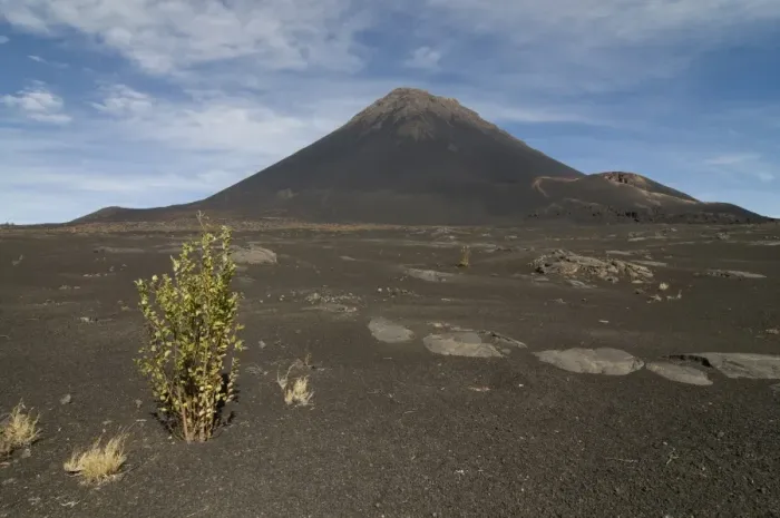 Framed Print : Bush in front of volcano on Fogo, Cape Verde Islands, Africa Framed Print : Bush in front of volcano on Fogo, Cape Verde Islands, Africa
