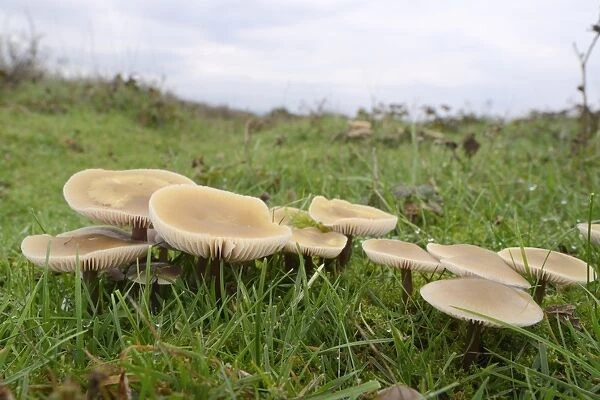 Butter caps (Collybia butyraceae) growing in grassland, Whiteford Burrows, Gower Peninsula