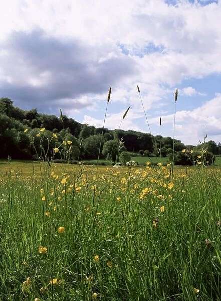Buttercup field and Selbourne Hanger, Selbourne, Alton, Hampshire, England