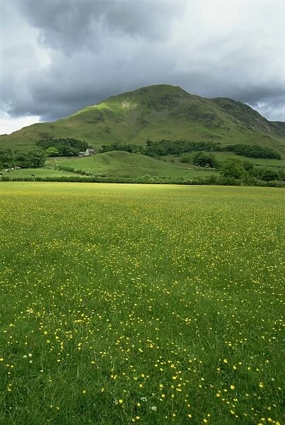 Buttercup meadow, Wilkinsyke Farm, Lake Distict National Park, Cumbria
