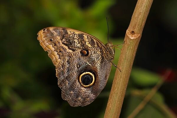 Butterflies in the genus Caligo are commonly called owl butterflies, after their huge eyespots which resemble owls eyes