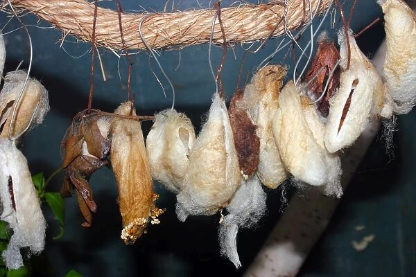 Butterflies wrapped into cocoons, which is also known as a chrysalises