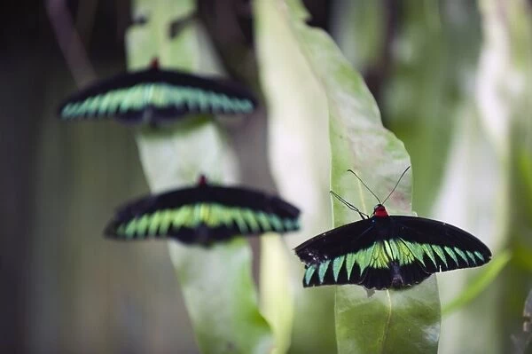 Butterfly Park, Kuala Lumpur, Malaysia, Southeast Asia, Asia
