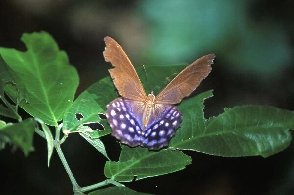 Butterfly, Pierella hyalinus, Amazon jungle, Bolivia, South America