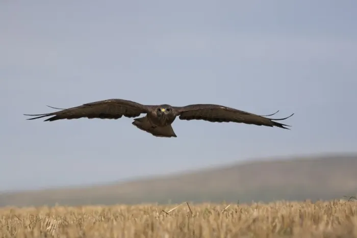 Framed Print : Buzzard (Buteo buteo), flying over farmland, captive, Cumbria, England Framed Print : Buzzard (Buteo buteo), flying over farmland, captive, Cumbria, England