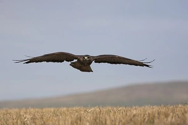 Buzzard (Buteo buteo), flying over farmland, captive, Cumbria, England