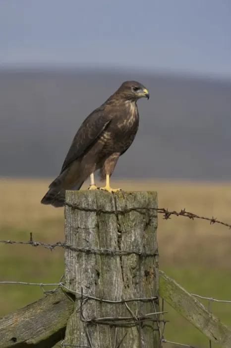 Framed Print : Bzzard (Buteo buteo) on fence post, captive, Cumbria, England, United Kingdom, Europe Framed Print : Bzzard (Buteo buteo) on fence post, captive, Cumbria, England, United Kingdom, Europe