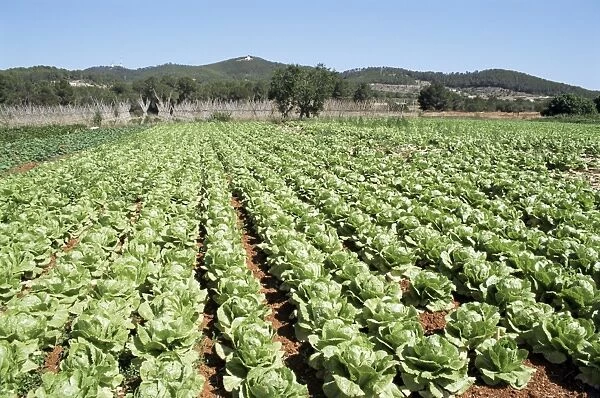 Cabbage field near Sant Llorenc