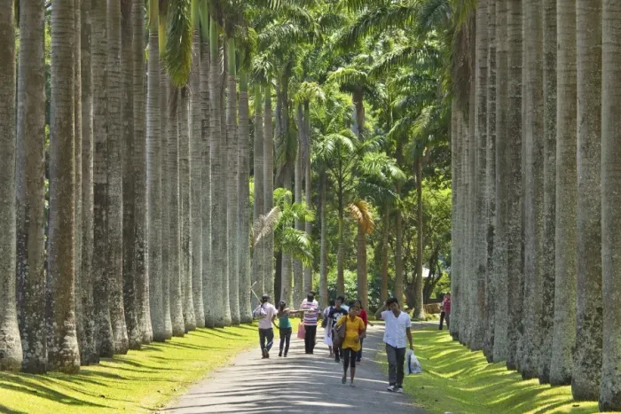 Framed Print : Cabbage Palm Avenue in the Royal Botanic Gardens, popular with families and young couples Framed Print : Cabbage Palm Avenue in the Royal Botanic Gardens, popular with families and young couples