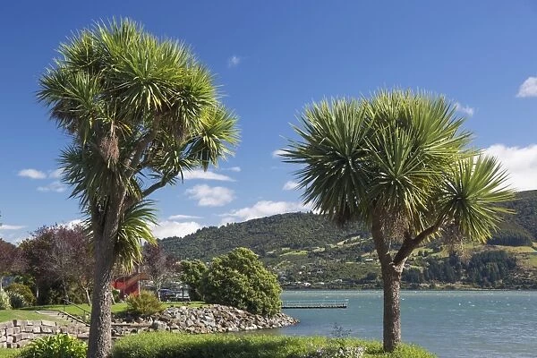 Cabbage trees (Cordyline australis) growing beside Otago Harbour, Macandrew Bay, near Dunedin