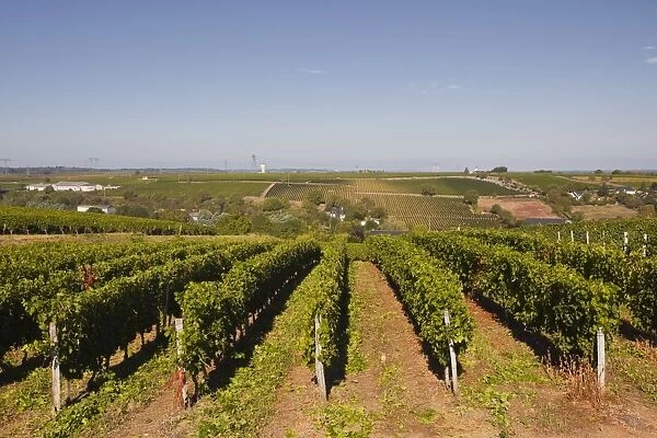 Cabernet Franc grapes growing in a Montsoreau vineyard, Maine-et-Loire, France, Europe