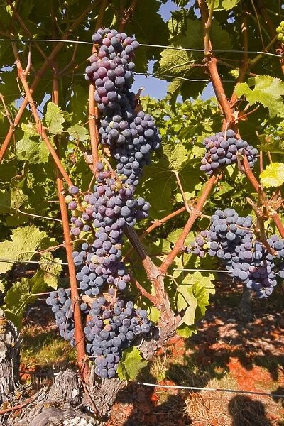 Cabernet Franc grapes growing in a Montsoreau vineyard, Maine-et-Loire, France, Europe