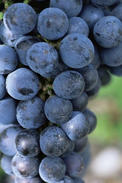 Cabernet Sauvignon grapes, Aquitaine, France, Europe