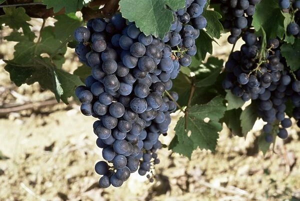 Cabernet Sauvignon grapes, Gaillac, France, Europe