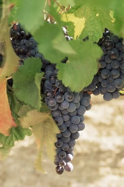 Cabernet Sauvignon grapes, Pauillac, Medoc, Aquitaine, France, Europe