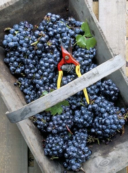 Cabernet Sauvignon grapes, Pauillac-Medoc, Aquitaine, France, Europe