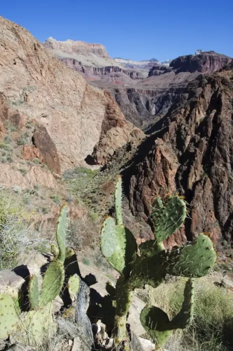 Framed Print : Cacti on the Bright Angel Canyon Hiking Trail Framed Print : Cacti on the Bright Angel Canyon Hiking Trail