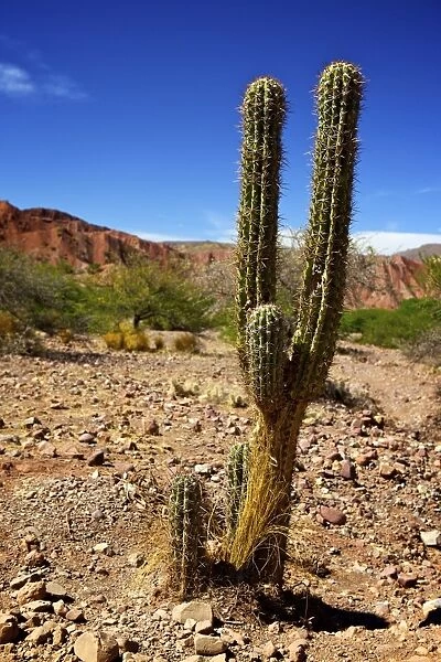 Cacti in Canon Del Inca, Tupiza Chichas Range, Andes, Southwestern Bolivia, South America