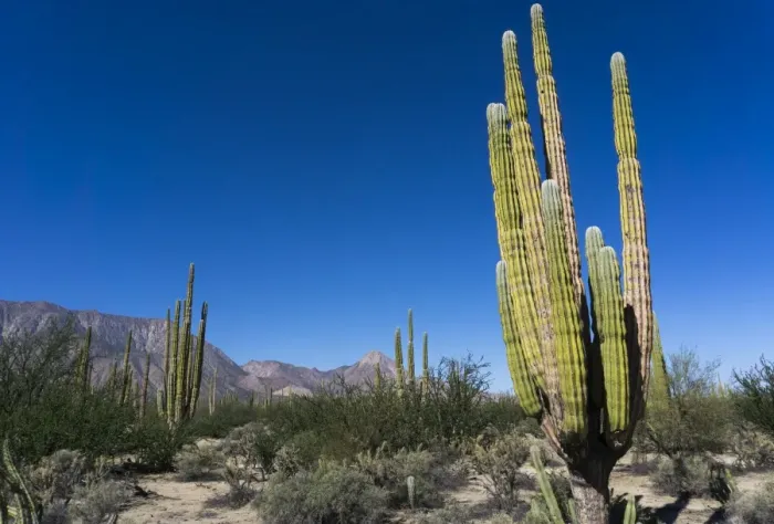 Framed Print : Cacti in dry desert like landscape, Baja California, Mexico, North America Framed Print : Cacti in dry desert like landscape, Baja California, Mexico, North America