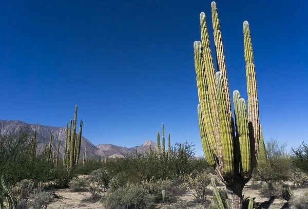 Cacti in dry desert like landscape, Baja California, Mexico, North America