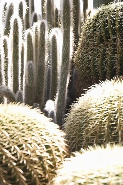 Cacti in the Exotic Garden, Monaco, Cote d Azur, Mediterranean, Europe