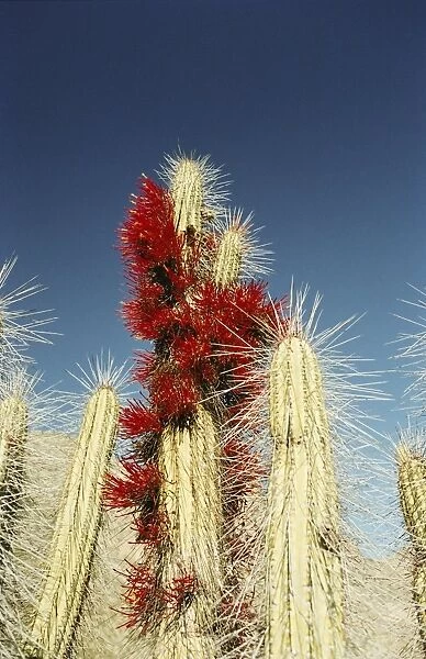 Cacti in flower, Elqui Valley, Chile, South America