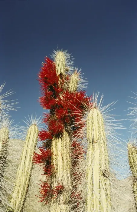 Framed Print : Cacti in flower, Elqui Valley, Chile, South America Framed Print : Cacti in flower, Elqui Valley, Chile, South America