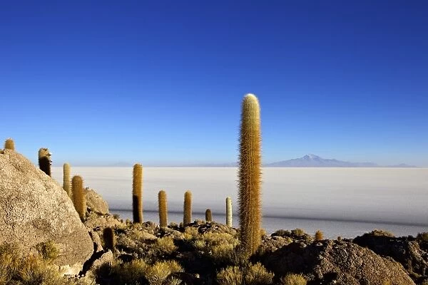 Cacti on Isla de los Pescadores, Mount Tunupa and salt flats Salar de Uyuni, Southwest Highlands, Bolivia, South America
