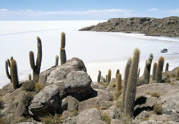 Cacti on Isla de los Pescadores, and salt flats, Salar de Uyuni, Southwest Highlands