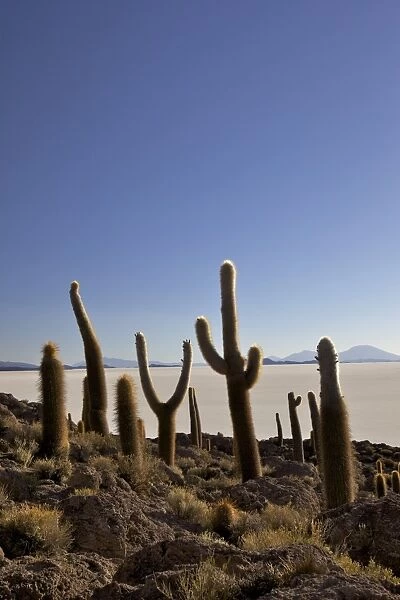 Cacti on Isla de los Pescadores, and salt flats, Salar de Uyuni, Southwest Highlands, Bolivia, South America