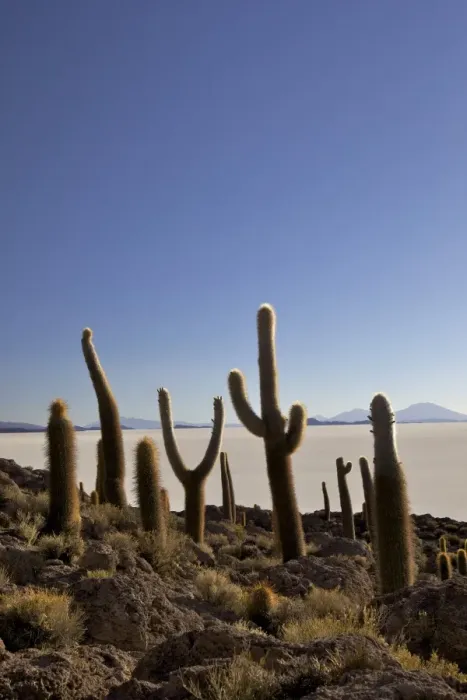 Framed Print : Cacti on Isla de los Pescadores, and salt flats, Salar de Uyuni, Southwest Highlands, Bolivia, South America Framed Print : Cacti on Isla de los Pescadores, and salt flats, Salar de Uyuni, Southwest Highlands, Bolivia, South America