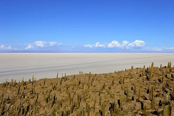 Cacti on Isla de los Pescadores and the salt flats, Salar de Uyuni, Southwest Highlands, Bolivia, South America