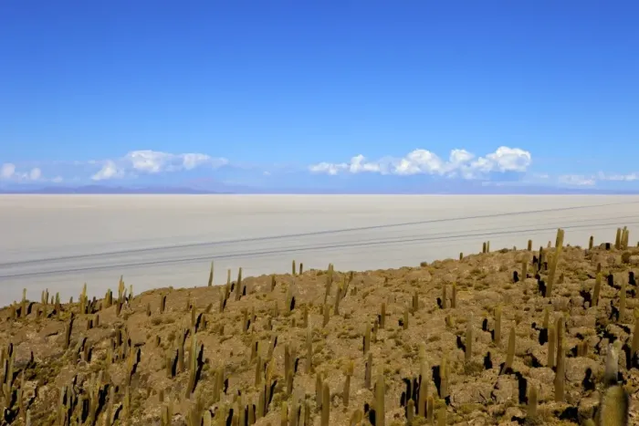 Framed Print : Cacti on Isla de los Pescadores and the salt flats, Salar de Uyuni, Southwest Highlands, Bolivia, South America Framed Print : Cacti on Isla de los Pescadores and the salt flats, Salar de Uyuni, Southwest Highlands, Bolivia, South America