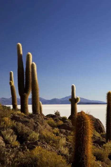 Framed Print : Cacti on Isla de los Pescadores and the salt flats of Salar de Uyuni, Southwest Highlands, Bolivia, South America