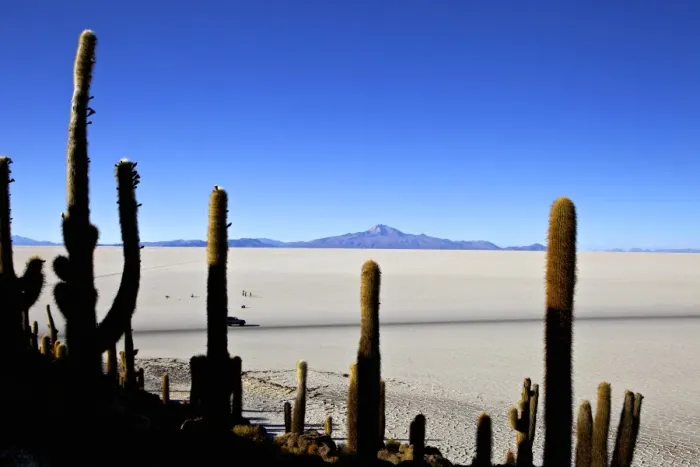 Framed Print : Cacti on Isla de los Pescadores, Volcan Tunupa and the salt flats, Salar de Uyuni, Southwest Highlands, Bolivia, South America Framed Print : Cacti on Isla de los Pescadores, Volcan Tunupa and the salt flats, Salar de Uyuni, Southwest Highlands, Bolivia, South America