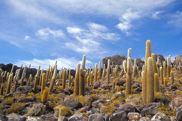 Cacti, Isla Pescado, Uyuni, Bolivia, South America
