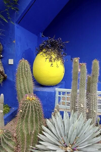 Cacti in the Majorelle Garden, created by the French cabinetmaker Louis Majorelle