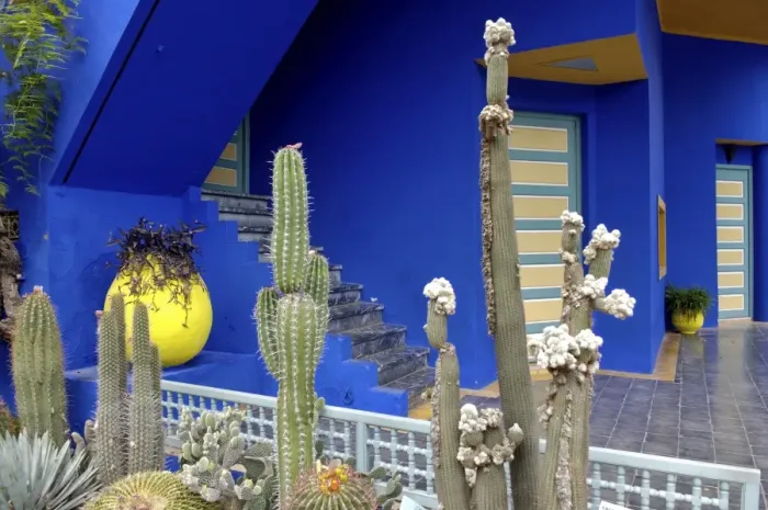 Framed Print : Cacti in the Majorelle Garden, created by the French cabinetmaker Louis Majorelle