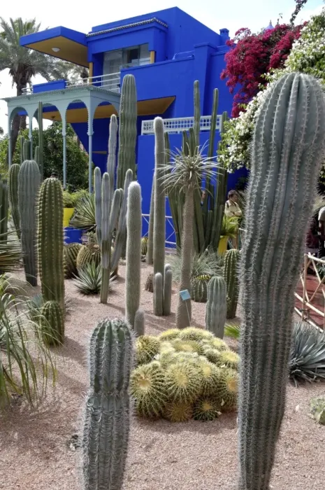 Framed Print : Cacti in the Majorelle Garden, created by the French cabinetmaker Louis Majorelle Framed Print : Cacti in the Majorelle Garden, created by the French cabinetmaker Louis Majorelle