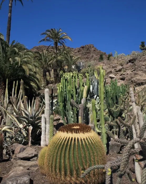 Framed Print : Cacti, Palmitos Ornithological Park, Maspalomas, Gran Canaria, Canary Islands