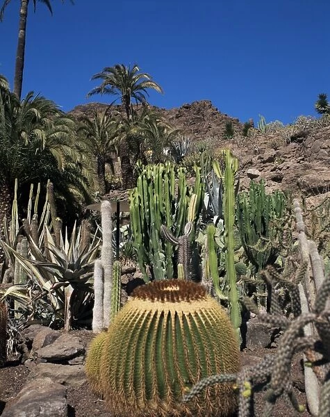 Cacti, Palmitos Ornithological Park, Maspalomas, Gran Canaria, Canary Islands
