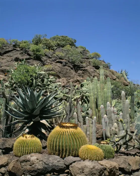 Framed Print : Cacti, Palmitos Park, Gran Canaria, Canary Islands, Spain, Europe Framed Print : Cacti, Palmitos Park, Gran Canaria, Canary Islands, Spain, Europe