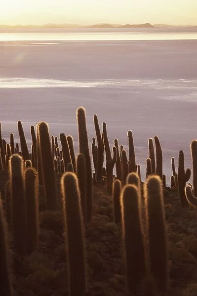Cacti at sunset, Inkahuasa island, Salar de Uyuni, Bolivia, South America